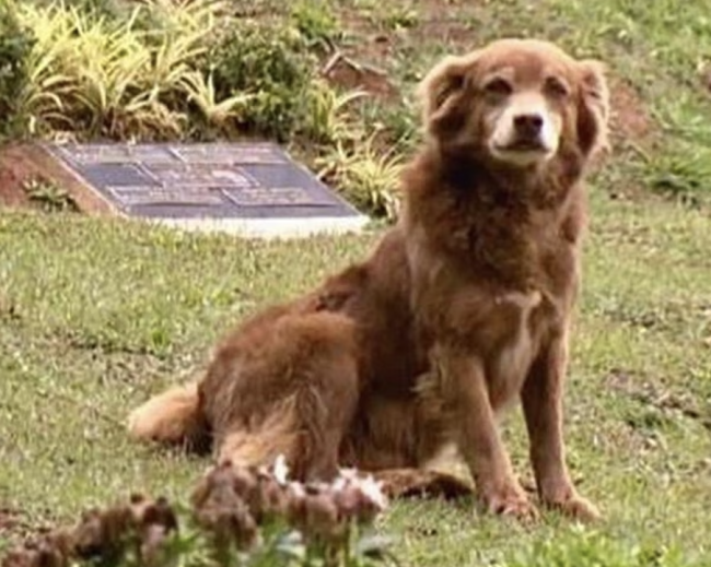 São Paulo erlässt Gesetze, die es erlauben, Haustiere mit den Besitzern zu beerdigen