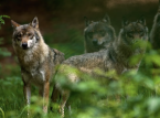 Deutschland setzt nach dem Anstieg der Viehangriffe die Legalisierung der Wolfsjagd ein