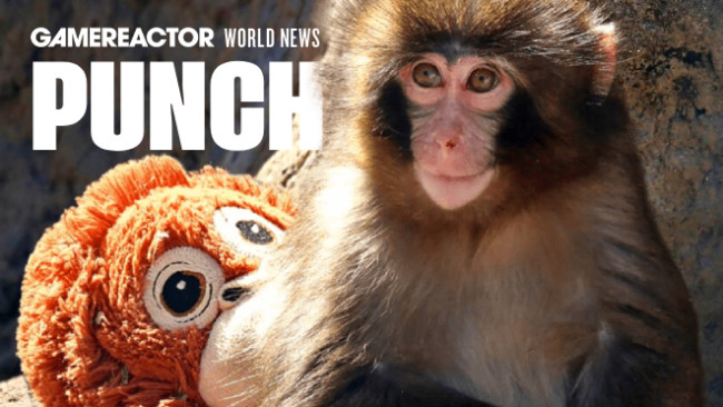 Wer ist Punch the Monkey? Der junge Makake, der fast berühmter geworden ist als Donald Trump