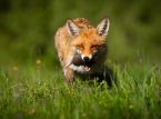 Achtzehn Tiere, V&ouml;gel und Insekten wurden f&uuml;r zuk&uuml;nftige britische Banknoten ausgew&auml;hlt