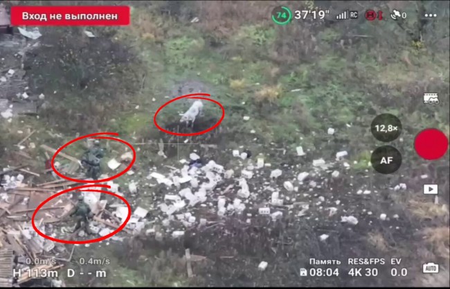 Video hält den Moment fest, in dem das Schwein russische Soldaten rettet, indem es versehentlich Sekunden vor ihnen auf eine Landmine tritt