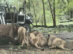 Video h&auml;lt den Moment fest, in dem ein Tierpfleger in Thailand von L&ouml;wen bei lebendigem Leib gefressen wird, w&auml;hrend Touristen vor lauter Schrecken zusehen