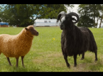 Die Sheep Detectives werden morgen zu Prime Video kommen