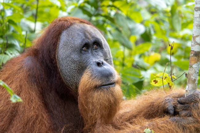 7 % der vom Aussterben bedrohten Orang-Utans auf Sumatra wurden während vier Tagen starken Regens getötet