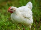 Tier&auml;rzte fordern ein vollst&auml;ndiges Verbot von H&uuml;hnerboxen im Vereinigten K&ouml;nigreich