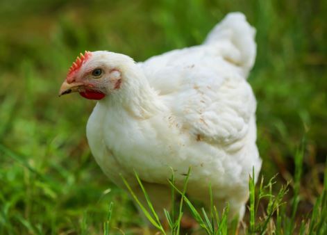 Tierärzte fordern ein vollständiges Verbot von Hühnerboxen im Vereinigten Königreich