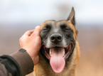 Eine Studie identifiziert den &auml;ltesten bekannten Hund, der 15.800 Jahre alt ist