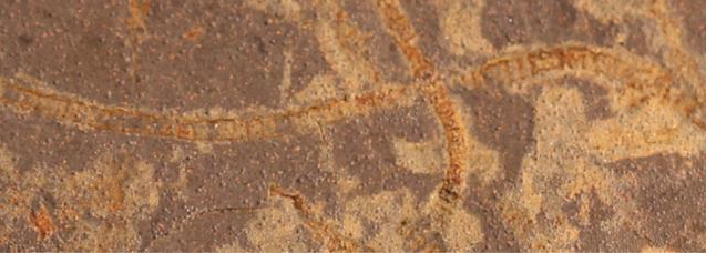 Wissenschaftler entdecken Spuren von photosynthetischem Leben, die eine Milliarde Jahre älter sind als bisher bekannt