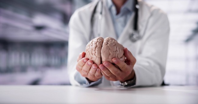 Wissenschaftler erstellen ersten detaillierten Atlas der Entwicklung des menschlichen Gehirns vom Embryo bis zum Erwachsenenalter