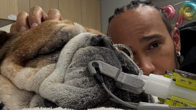 Lewis Hamiltons Hund Roscoe liegt im Koma: Der Formel-1-Champion teilt eine herzliche Botschaft mit
