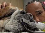 Lewis Hamiltons Hund Roscoe liegt im Koma: Der Formel-1-Champion teilt eine herzliche Botschaft mit
