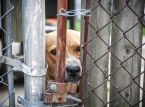 Dutzende Hunde wurden aus einem Betrugsheim in Uganda gerettet