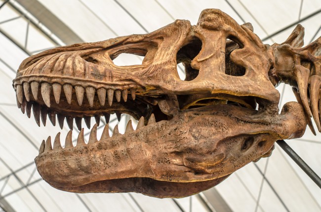 T. rex wuchs langsamer heran, als die Wissenschaftler dachten