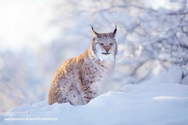 Dänischer Zoo sucht unerwünschte Haustiere als Futter für seine Raubtiere