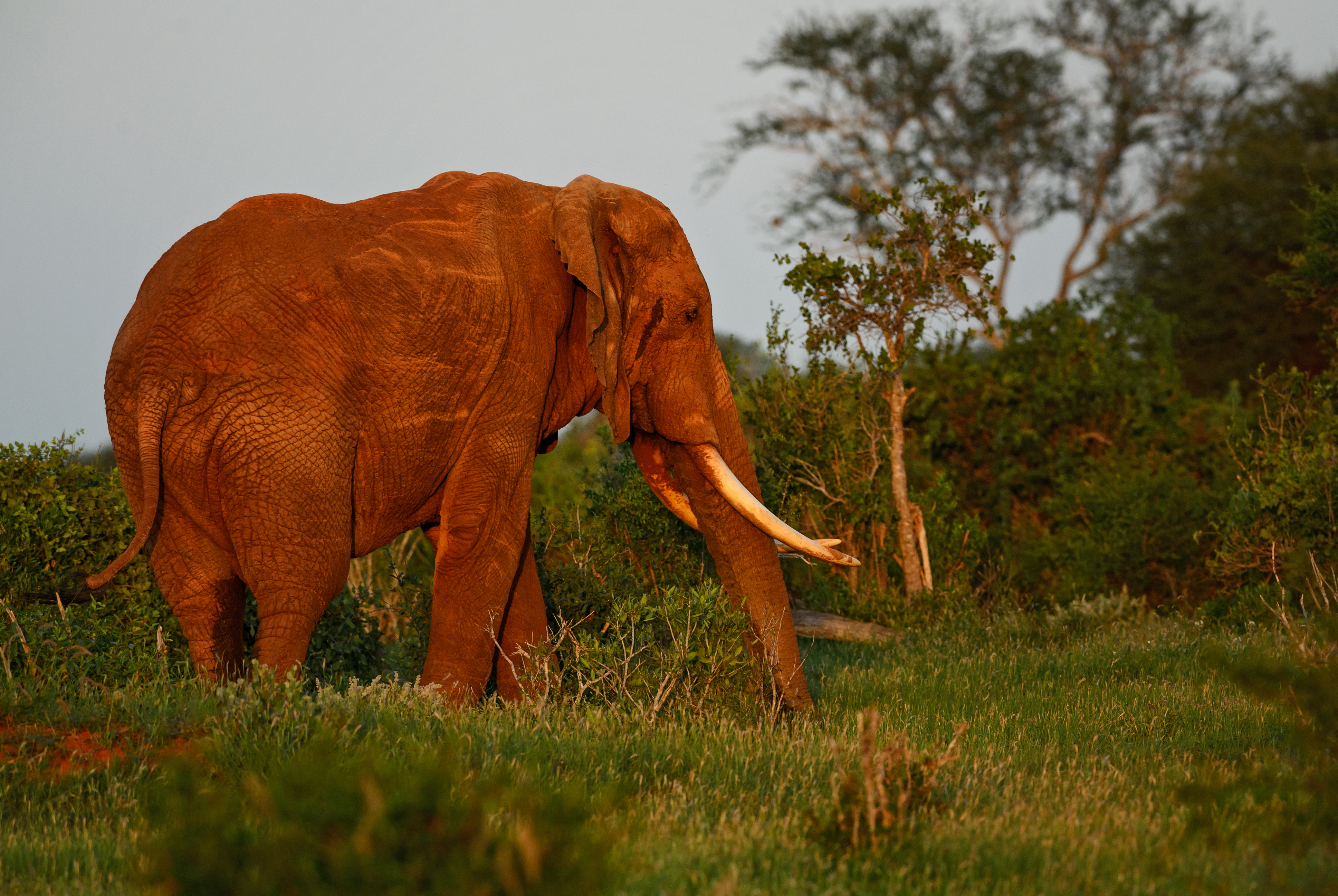 Nigeria verhängt strengere Geldstrafen und Gefängnisstrafen gegen Wildtierhändler
