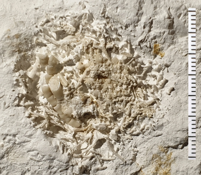 66 Millionen Jahre altes versteinertes Erbrochenes in Dänemark entdeckt
