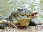 Tierpflegerin springt in das Krokodilgehege, um einen verletzten Jungen zu retten