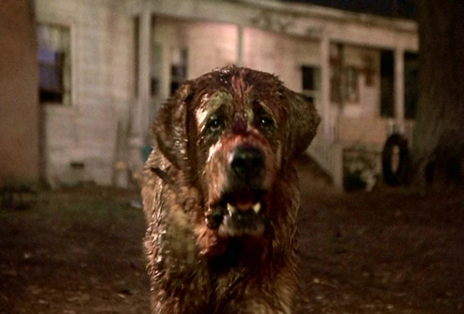 Netflix plant ein Remake von Stephen Kings Cujo