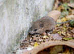 Hantavirus-Ausbruch wurde als der Andesausbruch best&auml;tigt, der einzige, der von Person zu Person &uuml;bertragbar ist