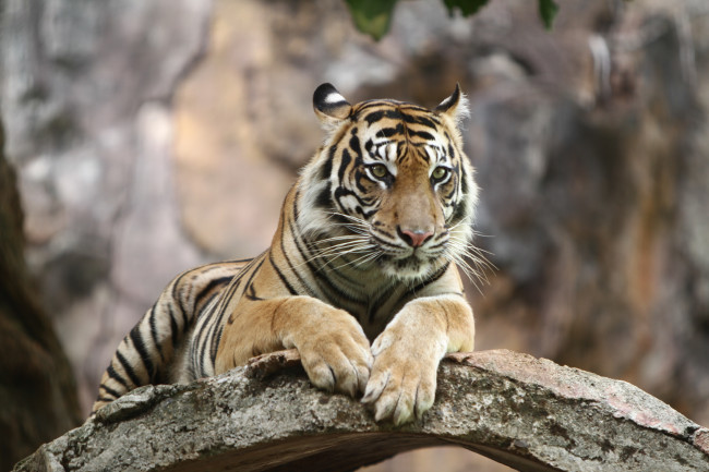 Entkommener Tiger, von dem angenommen wird, dass er der deutschen 'Tigerkönigin' gehört, wurde von der Polizei erschossen, nachdem er einen 72-jährigen Mann zerfleischt hatte