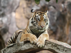 Entkommener Tiger, von dem angenommen wird, dass er der deutschen 'Tigerk&ouml;nigin' geh&ouml;rt, wurde von der Polizei erschossen, nachdem er einen 72-j&auml;hrigen Mann zerfleischt hatte
