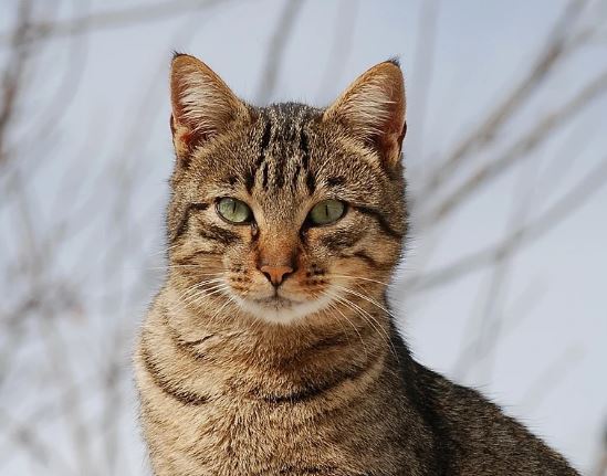 Hunderte Katzen, die aus Schlachthöfen in Vietnam gerettet wurden