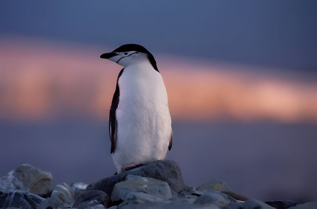 Pinguin-Liebesleben: Trennungen, Drama und zweite Chancen