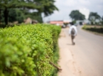 50 von 300 katholischen Schulsch&uuml;lern, die in Nigeria entf&uuml;hrt wurden, schaffen die Flucht (etwa 250 sind noch gefangen)