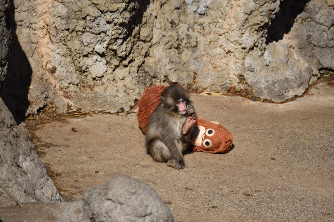 US-Staatsangehörige festgenommen, weil sie versucht haben, in das Gehege von Punch the Monkey einzubrechen