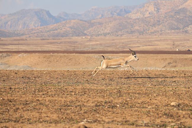 Die Türkei bricht mit 50,5 °C ihren höchsten gemessenen Temperaturrekord