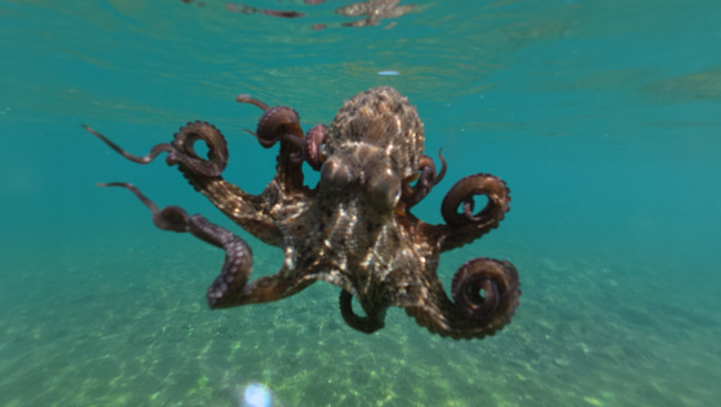 Rekordzahlen von Oktopus, die im Vereinigten Königreich entdeckt wurden