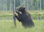 Forscher schlagen die "Rewilding" der europ&auml;ischen Grenzgebiete als nat&uuml;rliche Verteidigungsstrategie vor