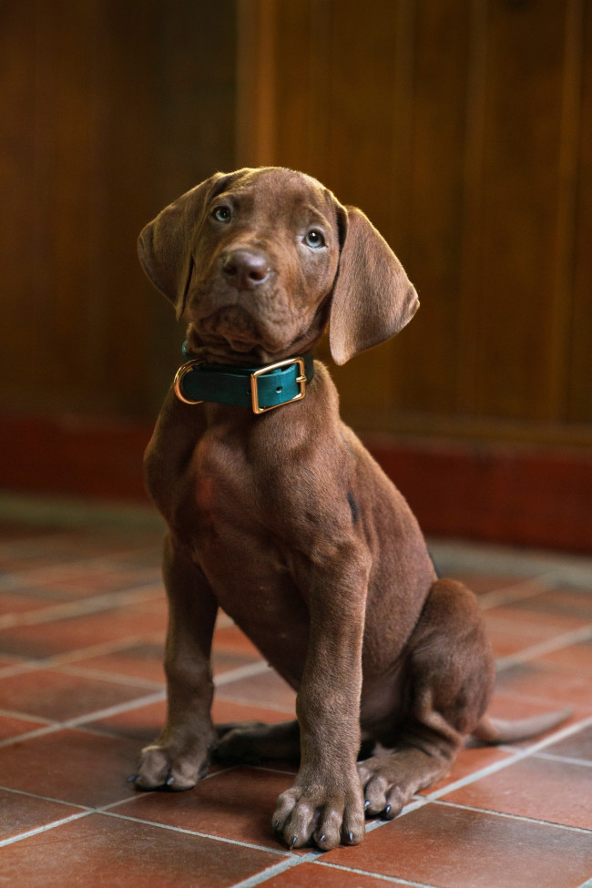 Scooby-Doo wird ein echter Hund in Netflix s Live-Action-Prequel-Serie Scooby-Doo: Origins sein