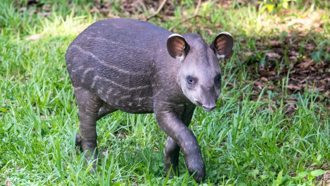Erstes Tieflandtapirkalb seit 14 Jahren, das im britischen Zoo willkommen geheißen wurde