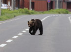 Die japanische Stadt Utsunomiya hat alle Unterrichtsstunden suspendiert, nachdem ein Schwarzb&auml;r auf der Stra&szlig;e gesichtet wurde