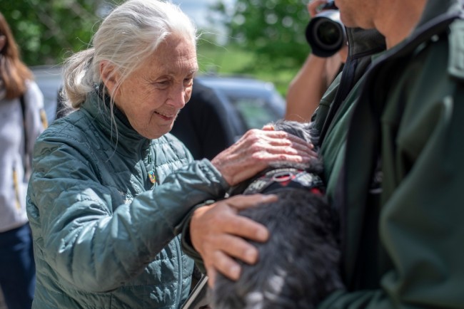 Jane Goodall stirbt im Alter von 91 Jahren