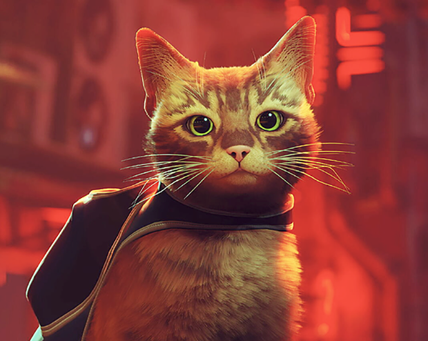 Heute ist der "wichtigste" Internationale Tag der Katze