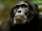 Chimp Empire bekommt ersten offiziellen Trailer